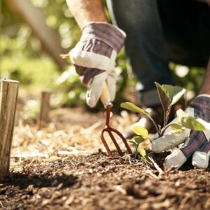 Conecta empleo: inscripción abierta para el curso gratuito “Auxiliar de Jardinería”