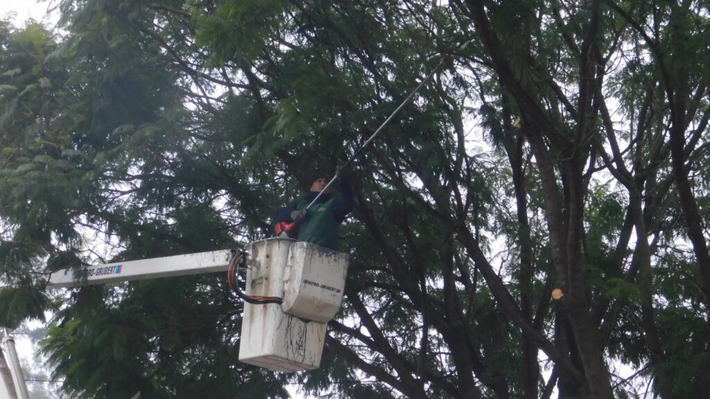 Prosiguen los trabajos de poda en altura