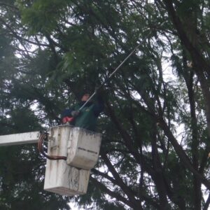 Prosiguen los trabajos de poda en altura