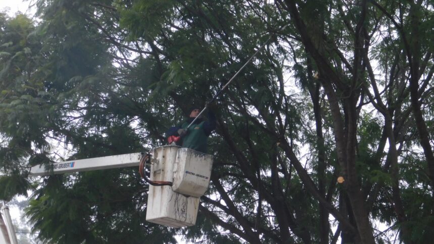 Prosiguen los trabajos de poda en altura