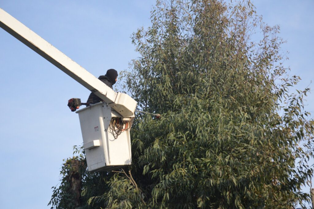 El municipio refuerza los trabajos de poda y limpieza