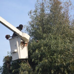 El municipio refuerza los trabajos de poda y limpieza