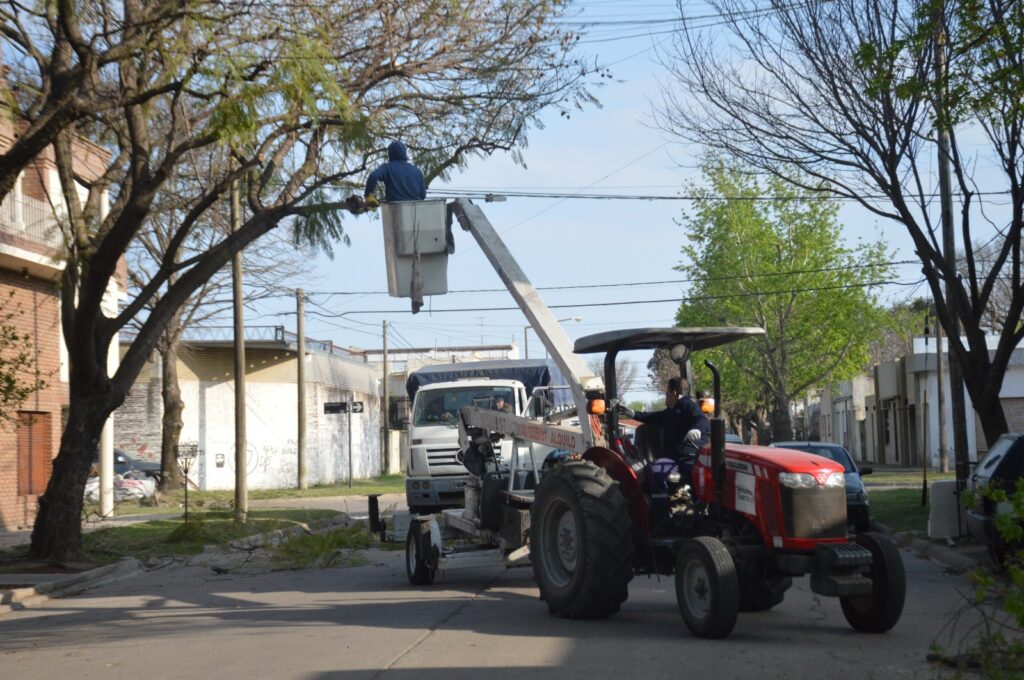 El municipio refuerza los trabajos de poda del arbolado público
