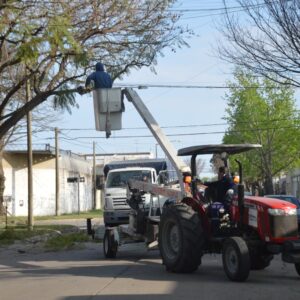 El municipio refuerza los trabajos de poda del arbolado público