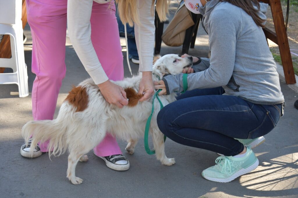 Veterinarias de la ciudad vacunarán gratuitamente por el Día Mundial de Lucha Contra la Rabia
