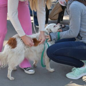 Veterinarias de la ciudad vacunarán gratuitamente por el Día Mundial de Lucha Contra la Rabia