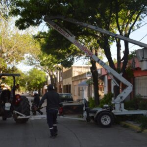 Personal municipal realiza tareas de poda y mantenimiento