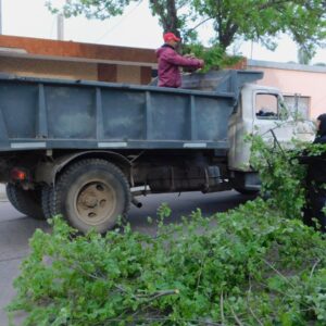 Tareas de poda en calles de la zona centro