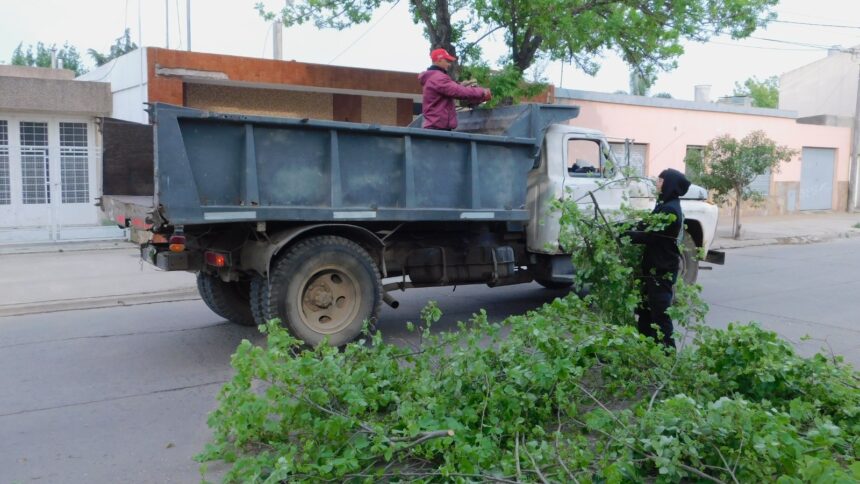 Tareas de poda en calles de la zona centro