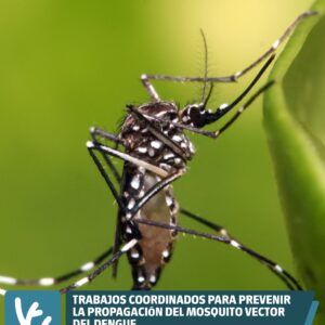Trabajos coordinados para prevenir la propagación del mosquito vector del Dengue