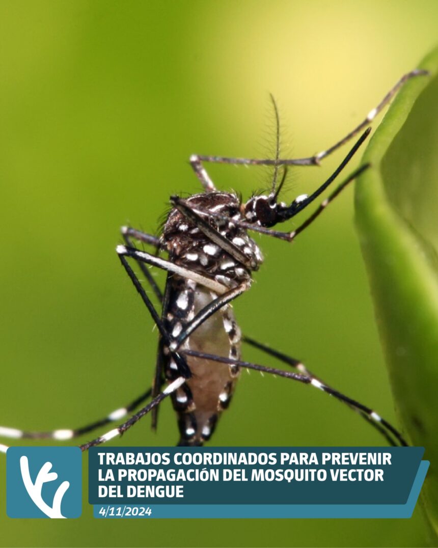 Trabajos coordinados para prevenir la propagación del mosquito vector del Dengue