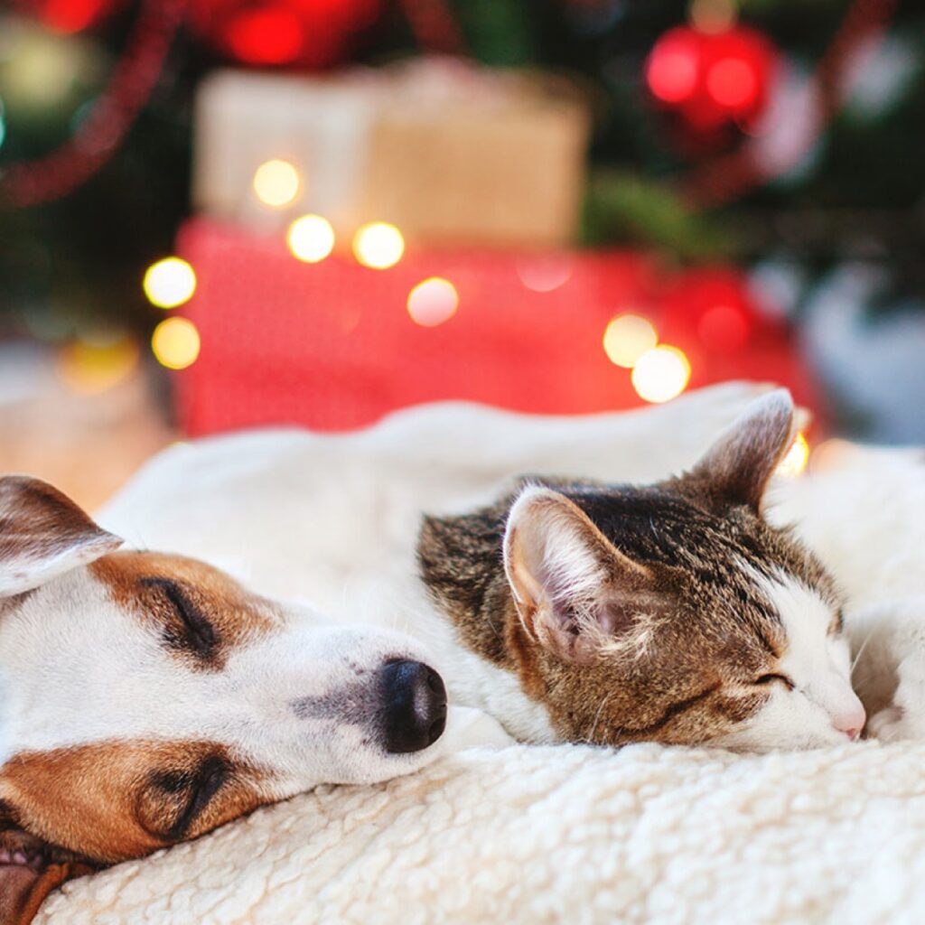 Recomendaciones para el cuidado de nuestras mascotas durante las fiestas
