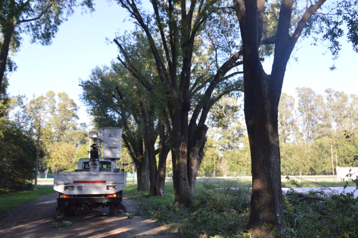 Cuadrillas municipales refuerzan los trabajos de poda y desmalezado