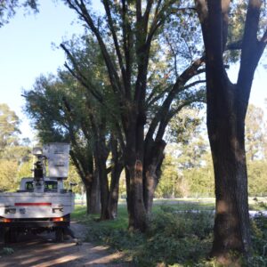 Cuadrillas municipales refuerzan los trabajos de poda y desmalezado