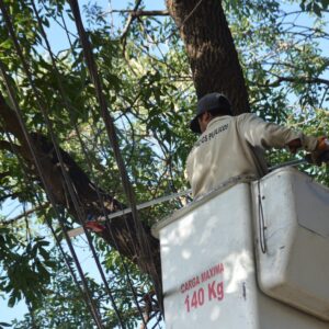 Ciudad limpia y ordenada. Intenso trabajo municipal de desmalezado y poda