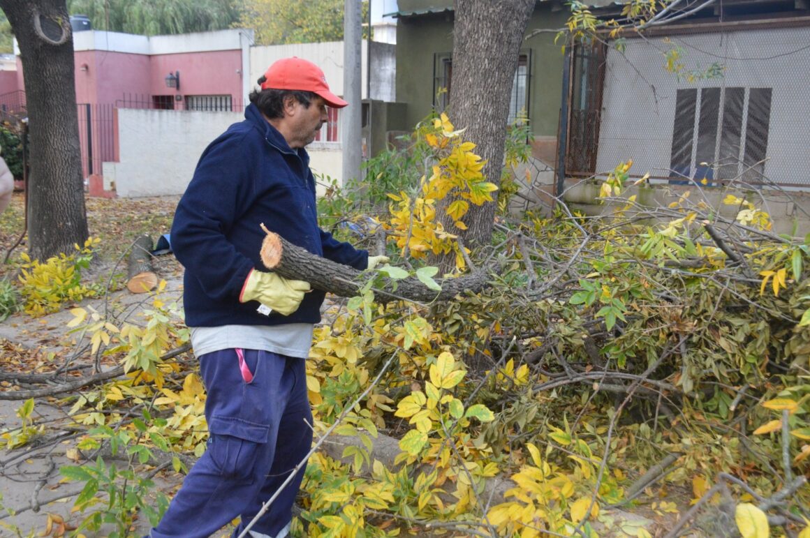 Intensa actividad municipal para el mantenimiento del arbolado y la limpieza en la ciudad