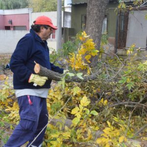 Intensa actividad municipal para el mantenimiento del arbolado y la limpieza en la ciudad