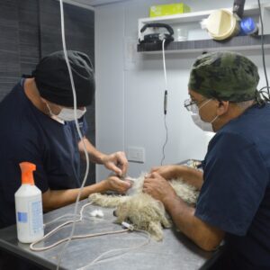 El programa “Orejas Verdes” realizó 28 castraciones y aplicó 56 vacunas en Villa Casey