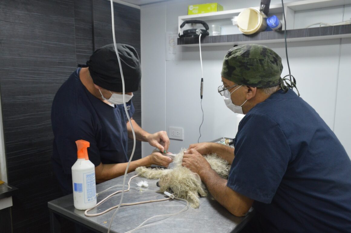 “Orejas Verdes”: más vacunación antirrábica y castración por los barrios de la ciudad