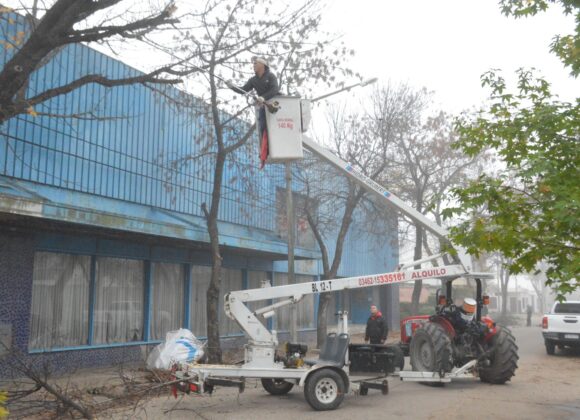 El Gobierno Municipal intensifica los trabajos de mantenimiento y poda en el arbolado público