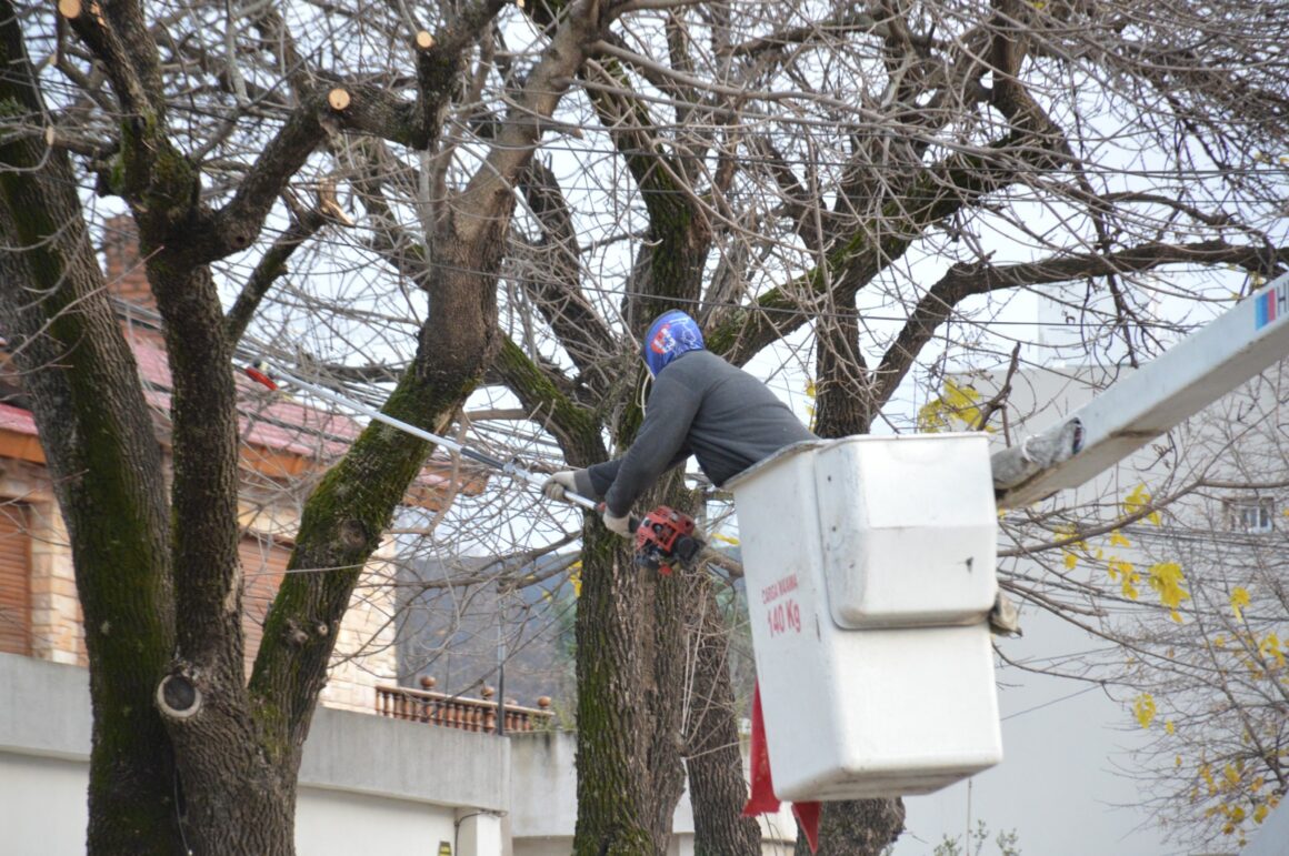 Jornada con poda en altura en distintas zonas de la ciudad