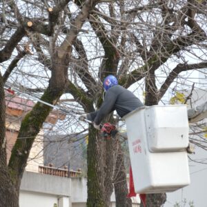 Jornada con poda en altura en distintas zonas de la ciudad