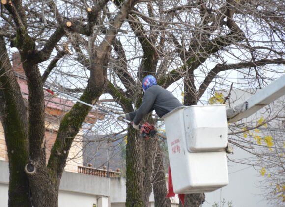 Jornada con poda en altura en distintas zonas de la ciudad