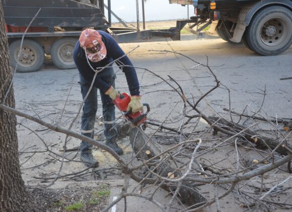 Cuadrillas municipales refuerzan esta semana las tareas de poda