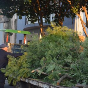 Poda y limpieza: sostenido trabajo de mantenimiento del arbolado público de la ciudad