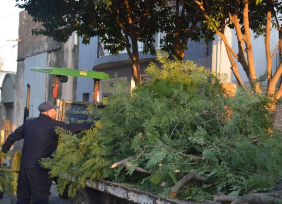 Poda y limpieza: sostenido trabajo de mantenimiento del arbolado público de la ciudad