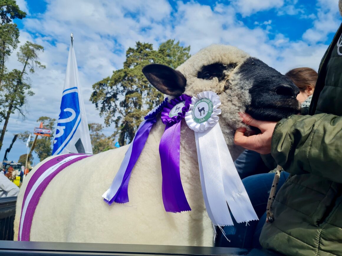 El Hampshire Down, protagonista de Expovenado 2025
