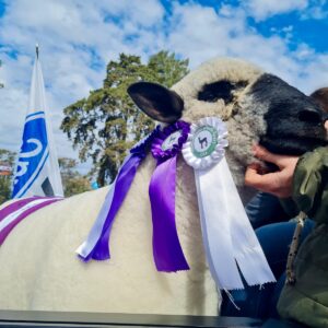 El Hampshire Down, protagonista de Expovenado 2025