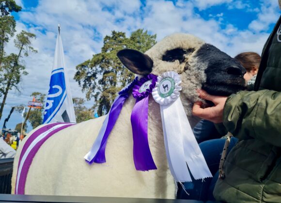 El Hampshire Down, protagonista de Expovenado 2025