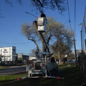 Intervención con poda en altura sobre avenida Jorge Newbery Intervención con poda en altura sobre avenida Jorge Newbery
