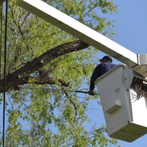 Las cuadrillas municipales intensifican los trabajos de poda y desmalezado Las cuadrillas municipales intensifican los trabajos de poda y desmalezado