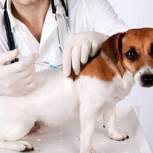 Veterinarias de la ciudad se suman a la jornada de Vacunación Antirrábica Gratuita