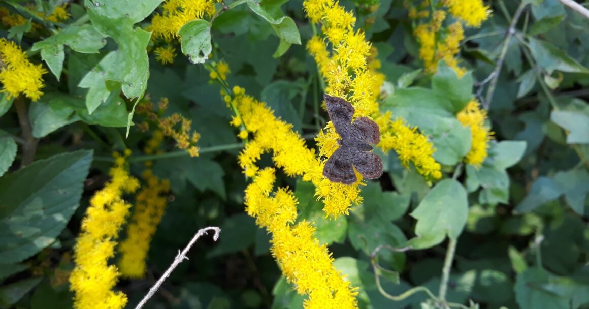 Se encuentra abierta la inscripción para el curso virtual y gratuito “Alas en Movimiento: Descubre el mundo de las mariposas” Se encuentra abierta la inscripción para el curso virtual y gratuito “Alas en Movimiento: Descubre el mundo de las mariposas”