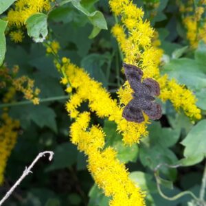 Se encuentra abierta la inscripción para el curso virtual y gratuito “Alas en Movimiento: Descubre el mundo de las mariposas” Se encuentra abierta la inscripción para el curso virtual y gratuito “Alas en Movimiento: Descubre el mundo de las mariposas”