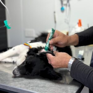 Jornadas del “Orejas Verdes” en el Malvinas con 20 cirugías y 92 vacunas antirrábicas