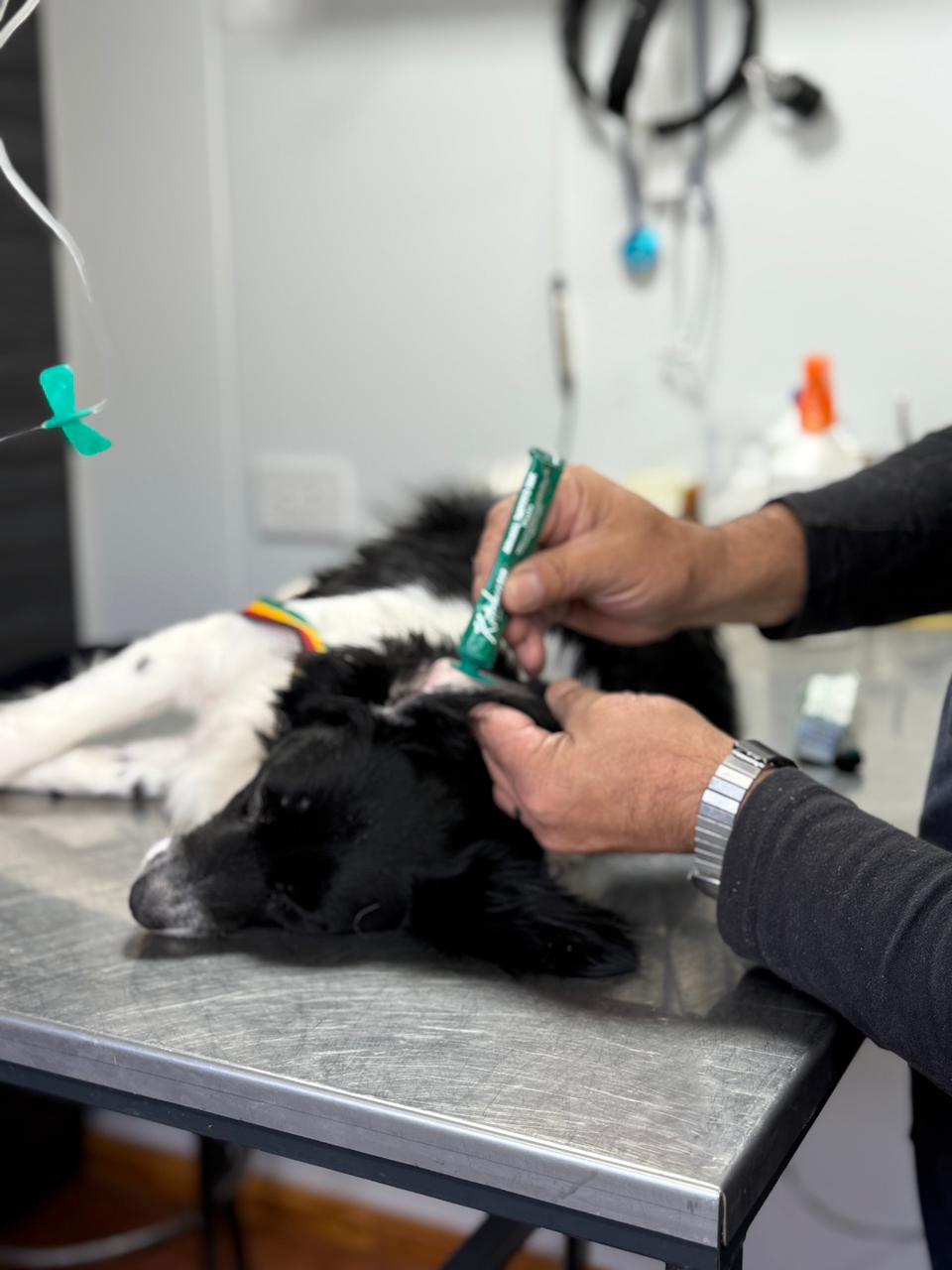 Jornadas del “Orejas Verdes” en el Malvinas con 20 cirugías y 92 vacunas antirrábicas Jornadas del “Orejas Verdes” en el Malvinas con 20 cirugías y 92 vacunas antirrábicas