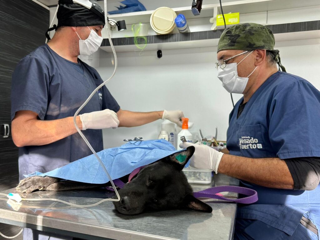 Convocatoria abierta para Médicos Veterinarios en Venado Tuerto