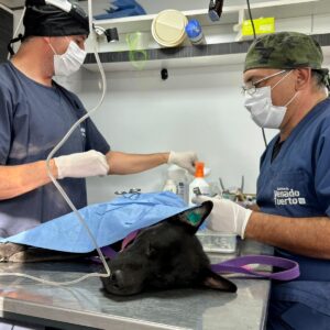 Convocatoria abierta para Médicos Veterinarios en Venado Tuerto