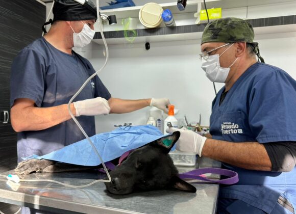 Convocatoria abierta para Médicos Veterinarios en Venado Tuerto