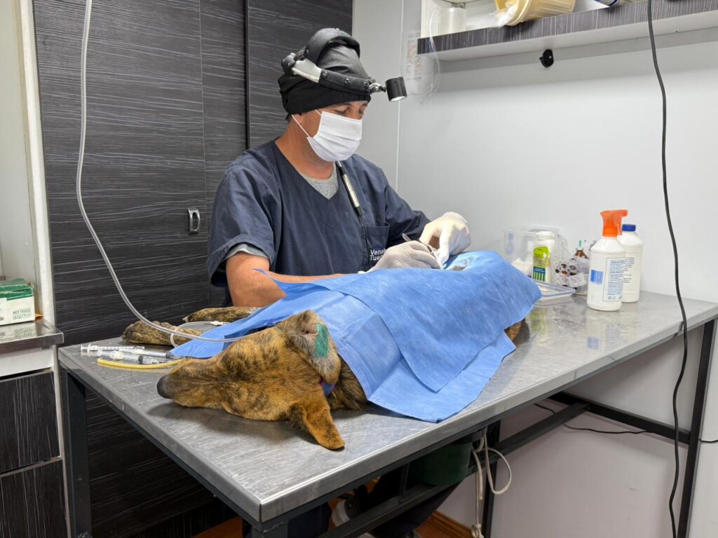 “Orejas Verdes” concluyó actividades de noviembre con sus servicios de Salud Animal en el Santa Rosa