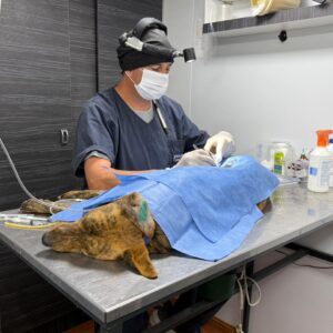 “Orejas Verdes” concluyó actividades de noviembre con sus servicios de Salud Animal en el Santa Rosa