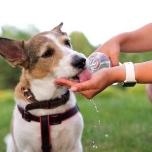 Consejos prácticos para evitar golpes de calor en perros y gatos