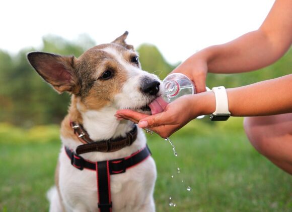 Consejos prácticos para evitar golpes de calor en perros y gatos