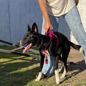 “Orejas Verdes” retoma la actividad de Salud Animal en el barrio Santa Fe