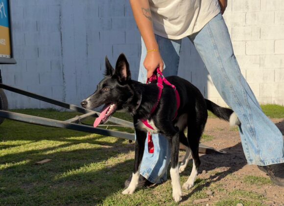 “Orejas Verdes” retoma la actividad de Salud Animal en el barrio Santa Fe