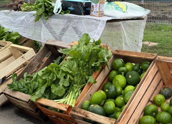 Los amantes de la huerta tuvieron este domingo una capacitación especial en Venite al Parque